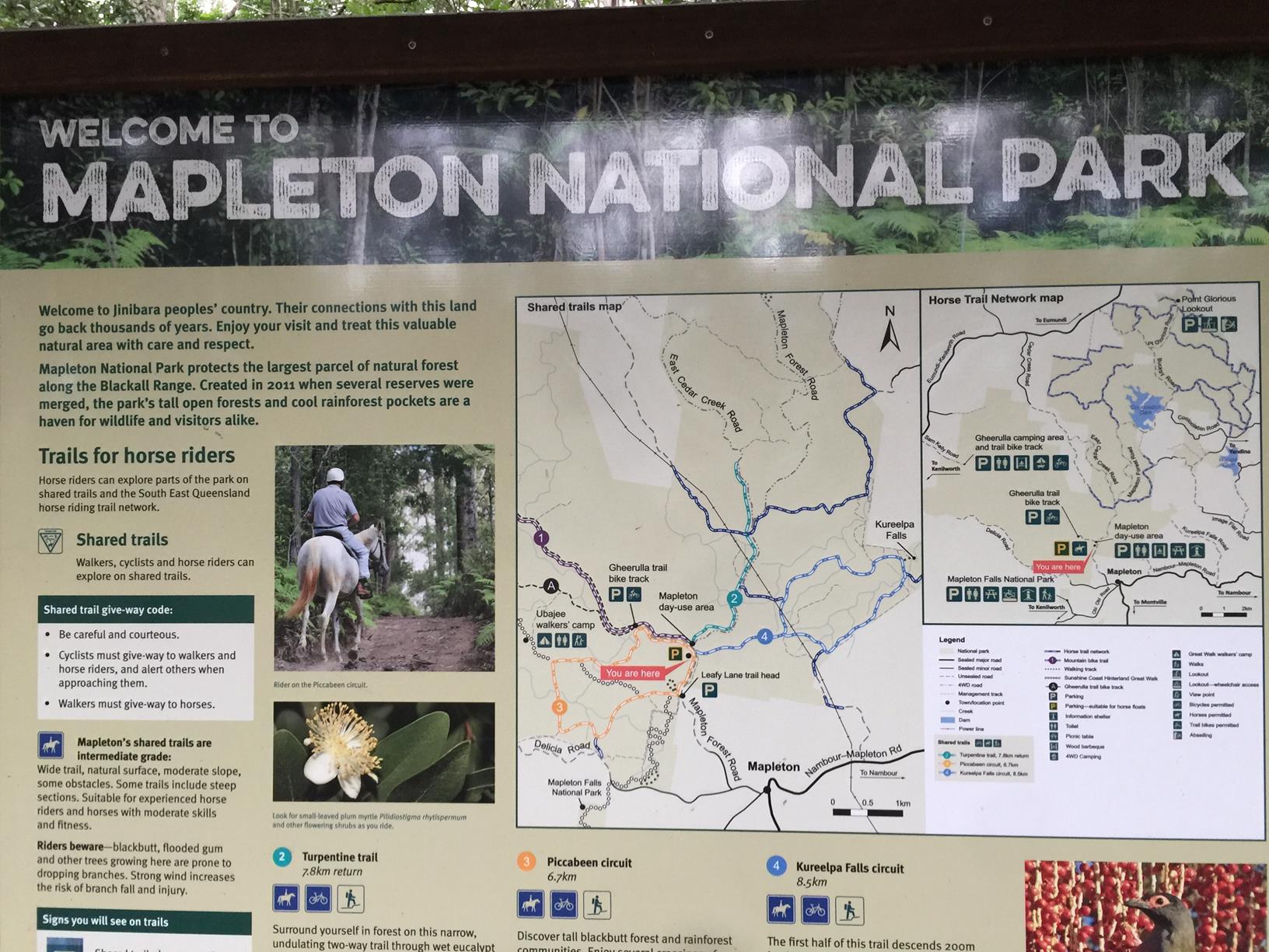 Mapleton National Park Piccabeen Circuit Adventure Sunshine Coast mapleton-national-park-piccabeen-circuit-adventure-sunshine-coast